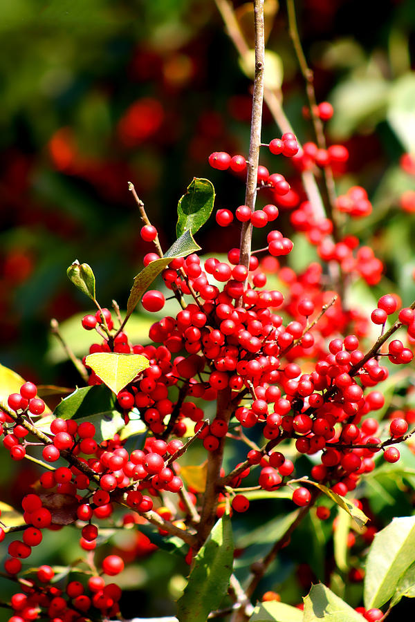 Florida Holly Berrys  Photograph by Debra Forand