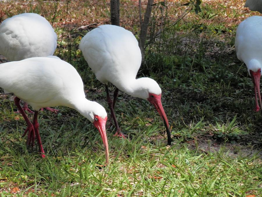 Florida Ibis in March Photograph by Belinda Lee