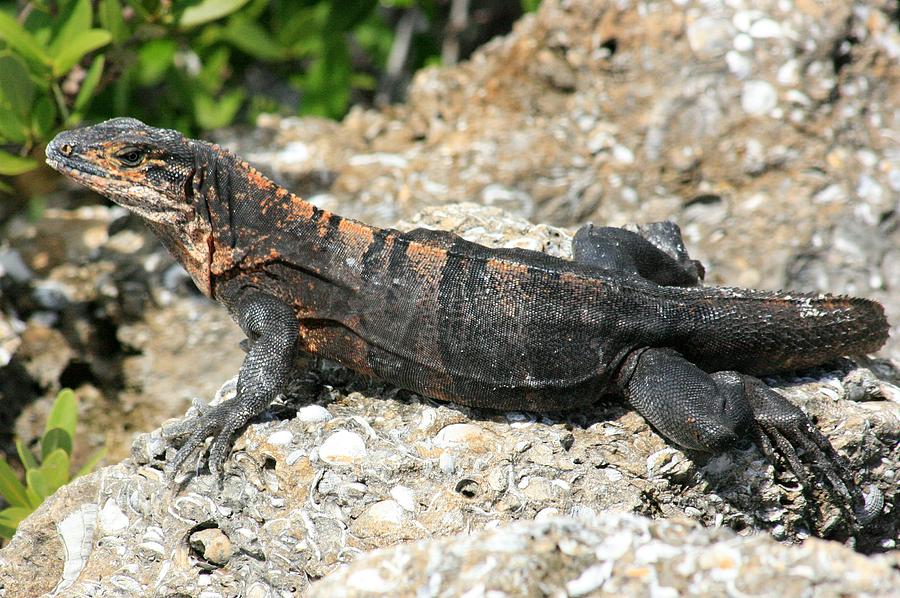 Florida Iguana Photograph by Robert Wilder Jr