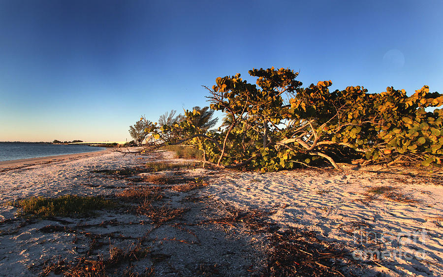 Florida in Winter Photograph by Joseph G Holland