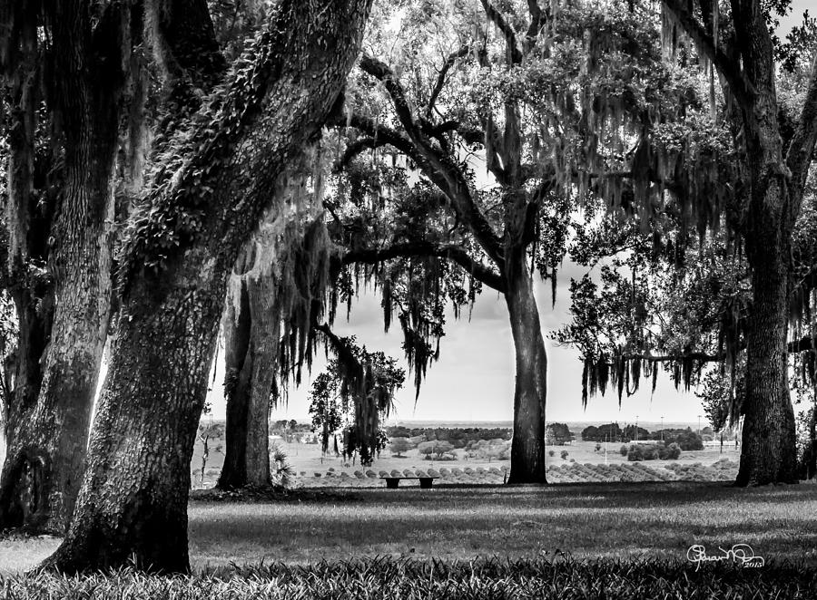 Florida Interior from Bok Gardens Photograph by Susan Molnar