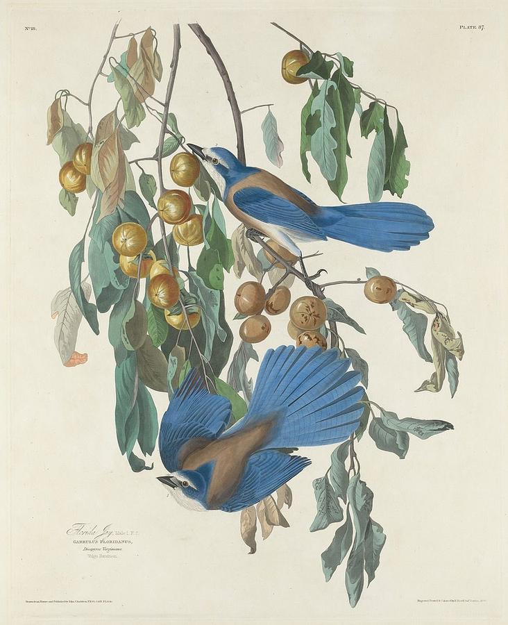 Florida Jays Drawing by Dreyer Wildlife Print Collections 