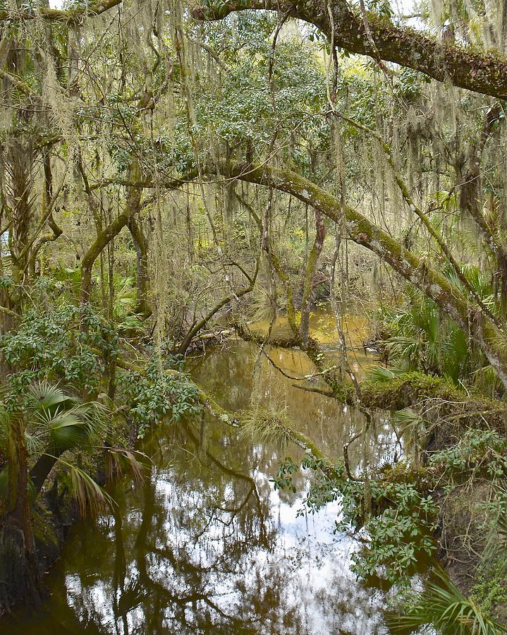 Florida Jungle Photograph by Carol Bradley