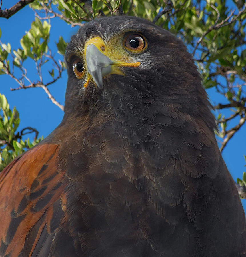 Florida Keys Golden Eagle