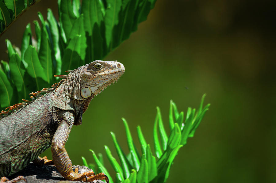 Florida Keys Iguana Photograph By Shelby Kasowski - Fine Art America