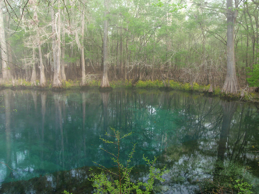 Florida Lagoon Photograph by Elizabeth Westendorf - Fine Art America