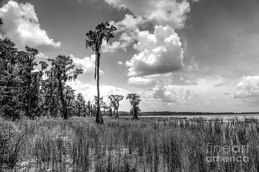 Black And White Photograph - Florida Landscape by Felix Lai