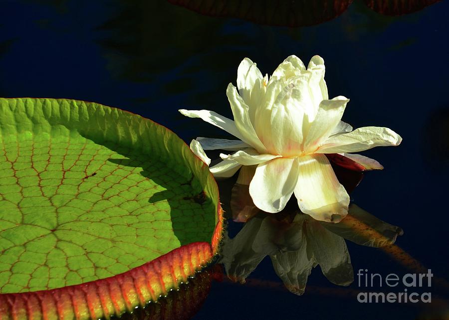 Florida Water Lily and Lily Pad Photograph by Elaine Manley
