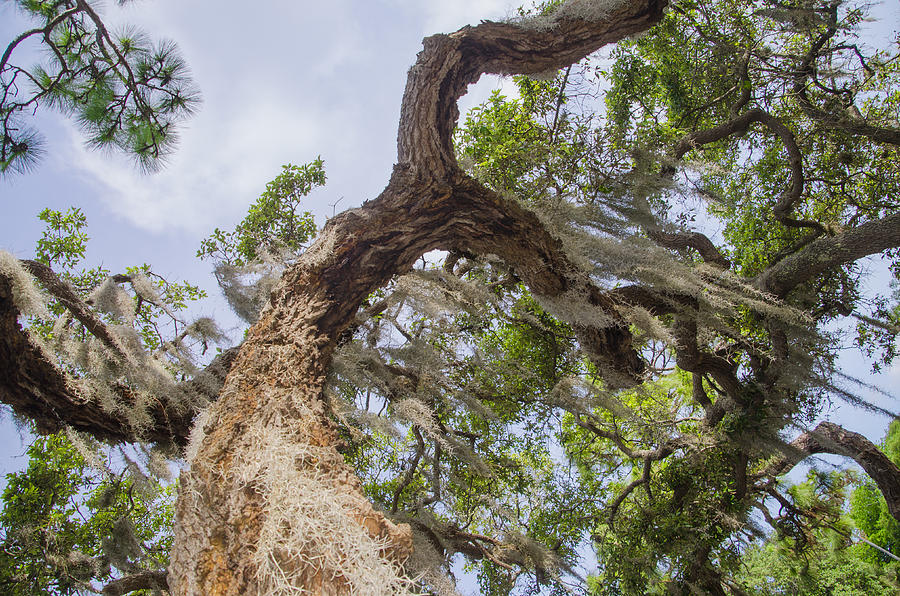 Tree Photograph - Florida Live Oak Tree by Bill Cannon