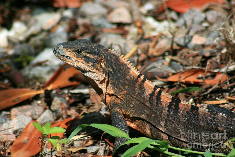 Florida Lizard 2 Photograph by Robert Wilder Jr