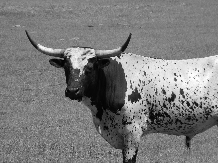 Florida Longhorn Black and White Photo Photograph by Warren Thompson