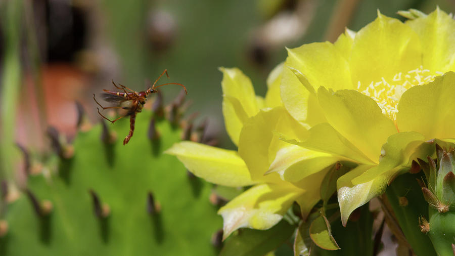 Florida Longhorned Beetle and Cactusflower Photograph by Paul Rebmann