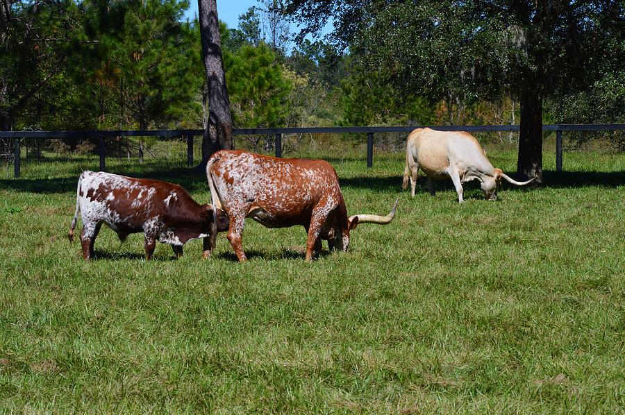 Florida Longhorns and Calf  Photograph by Warren Thompson