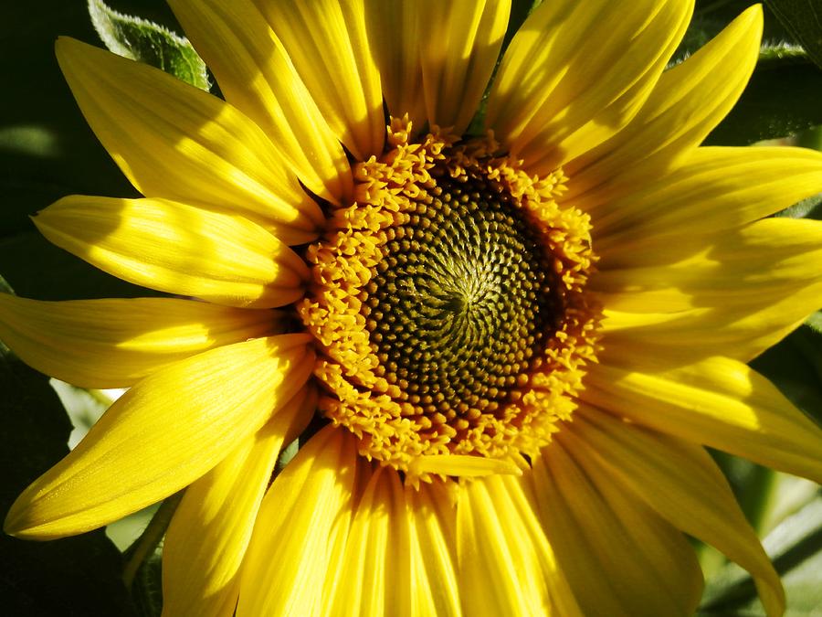 Fresh Morning Sunflower Photograph by Belinda Lee