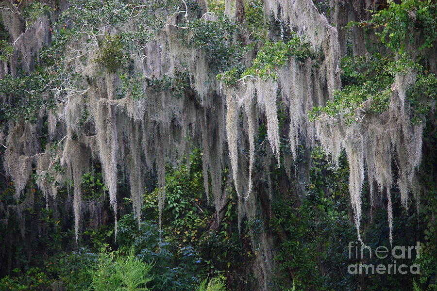 Florida Mossy Tree Photograph by Carol Groenen
