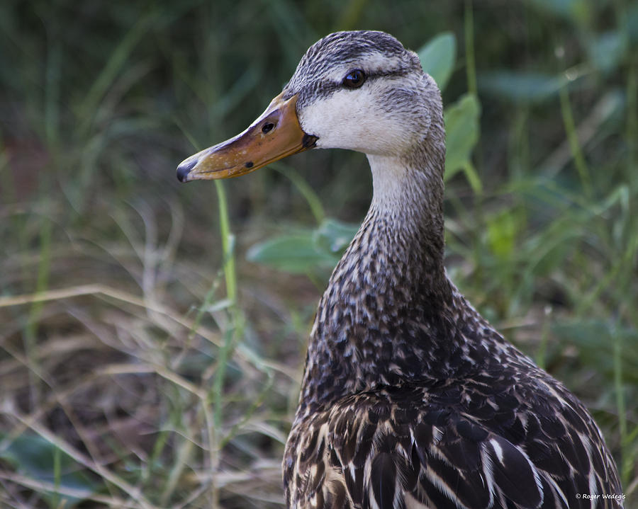 Florida Mottled Duck Photograph by Roger Wedegis