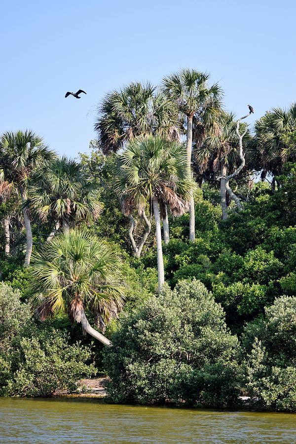 Florida Nature Coast Islands 1 Photograph by Sheri McLeroy