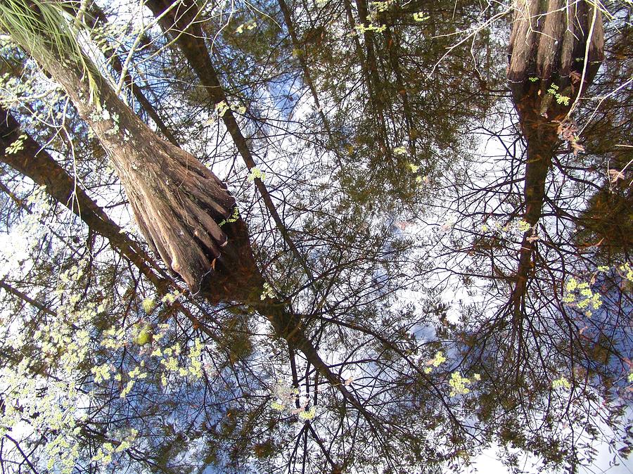Florida Old Swamp Photograph by Florene Welebny