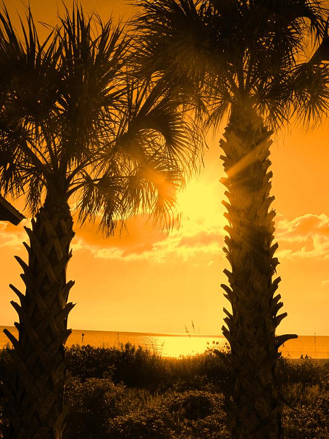 Florida Orange Photograph by Ian  MacDonald