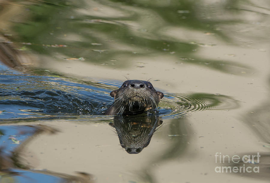 Florida Otter Photograph by Brian Kamprath - Pixels