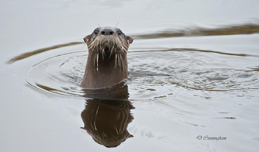 Florida Otter Photograph by Dorothy Cunningham