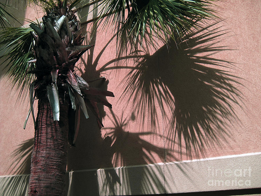 Florida Palm   4 Photograph by Susanne Van Hulst