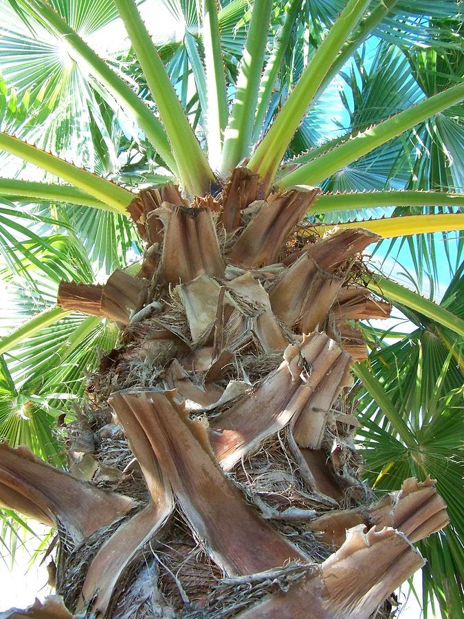 Tree Photograph - Florida Palm by Amanda Vouglas