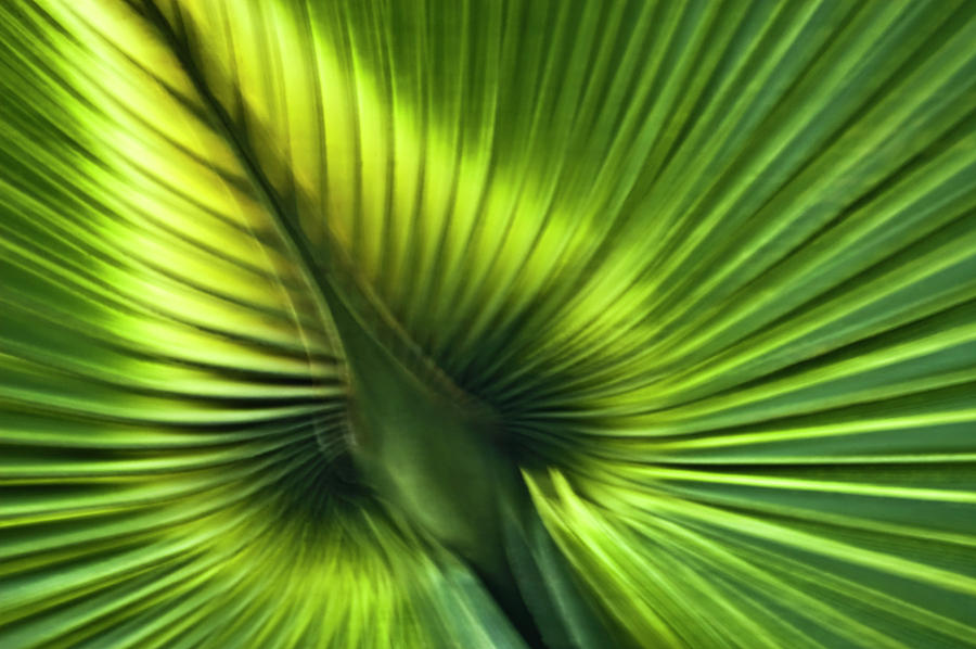 Abstract Photograph - Florida Palm Frond by Carolyn Marshall