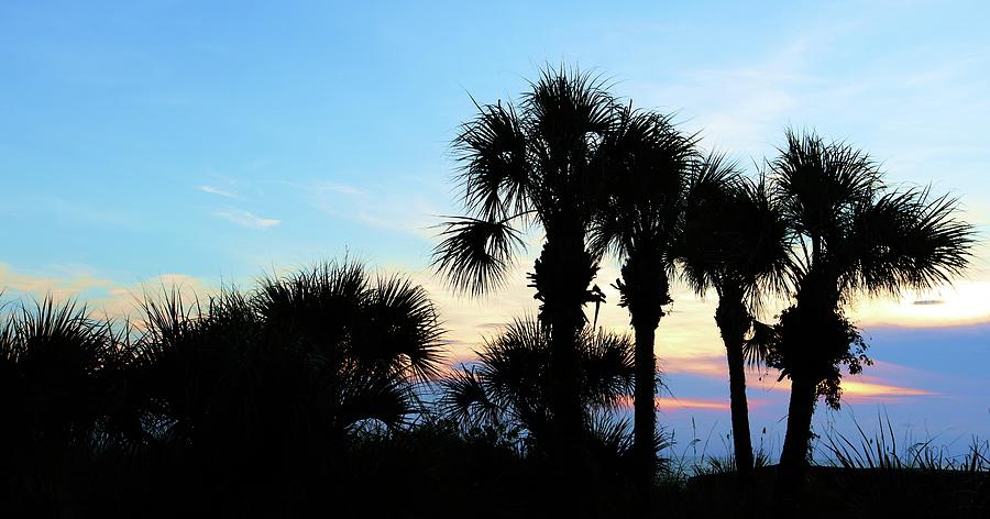 Florida Palm Sunset Photograph by Robert Wilder Jr