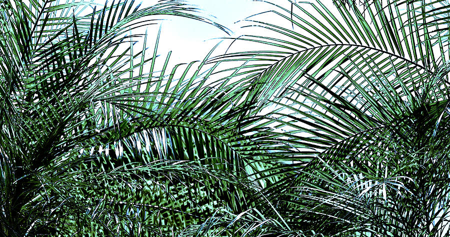 Paradise Photograph - Florida Palms Abstract by Michelle Miller