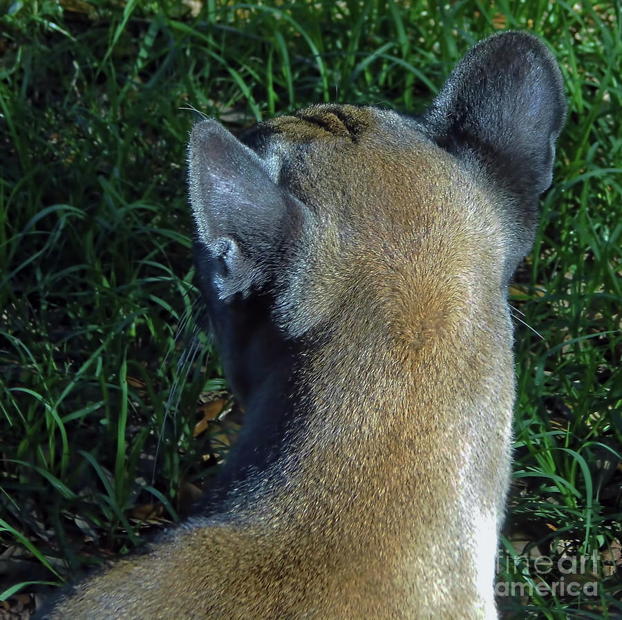 Florida Panther Cowlick Photograph by D Hackett