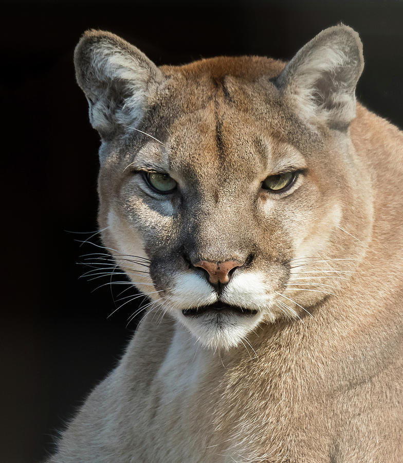 Florida Panther Photograph by Georgia Wilson