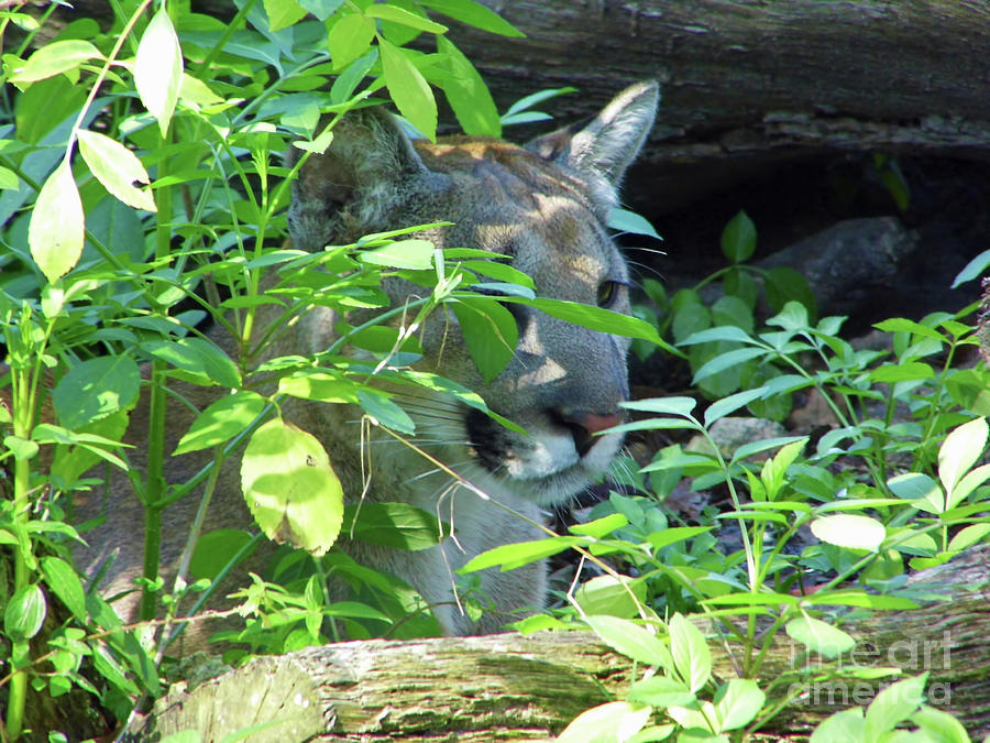 Wildlife Photograph - Florida Panther Hiding by D Hackett