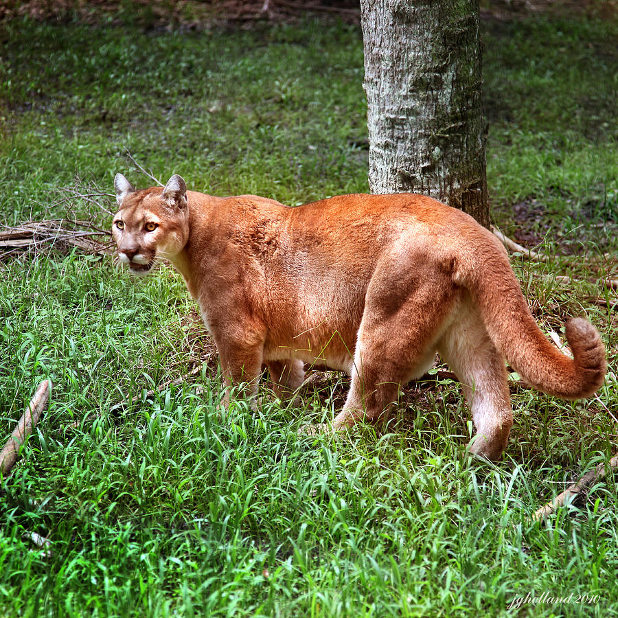 Florida Panther Photograph by Joseph G Holland