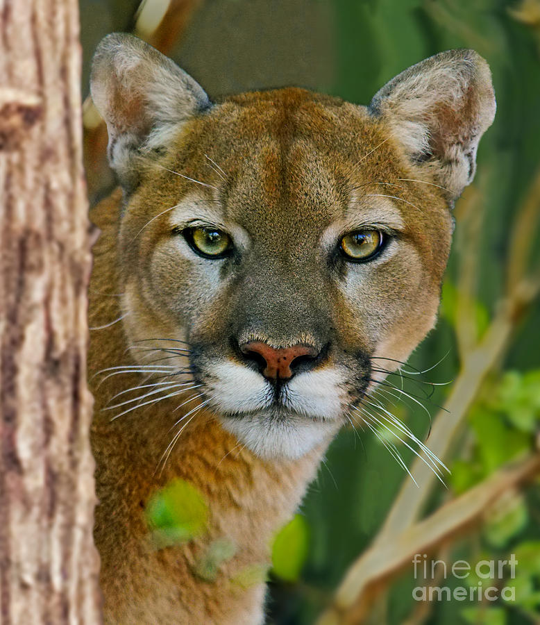 Florida Panther Photograph by Larry Nieland