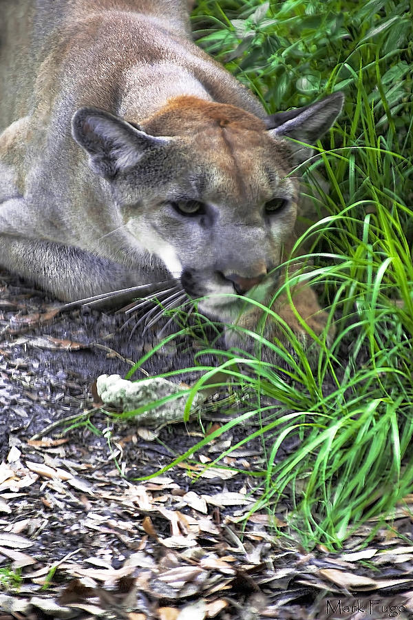 Florida Panther Photograph by Mark Fuge - Fine Art America