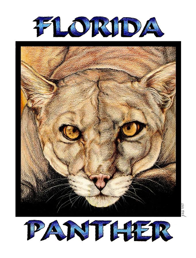 Florida Panther Drawing by Sheryl Unwin