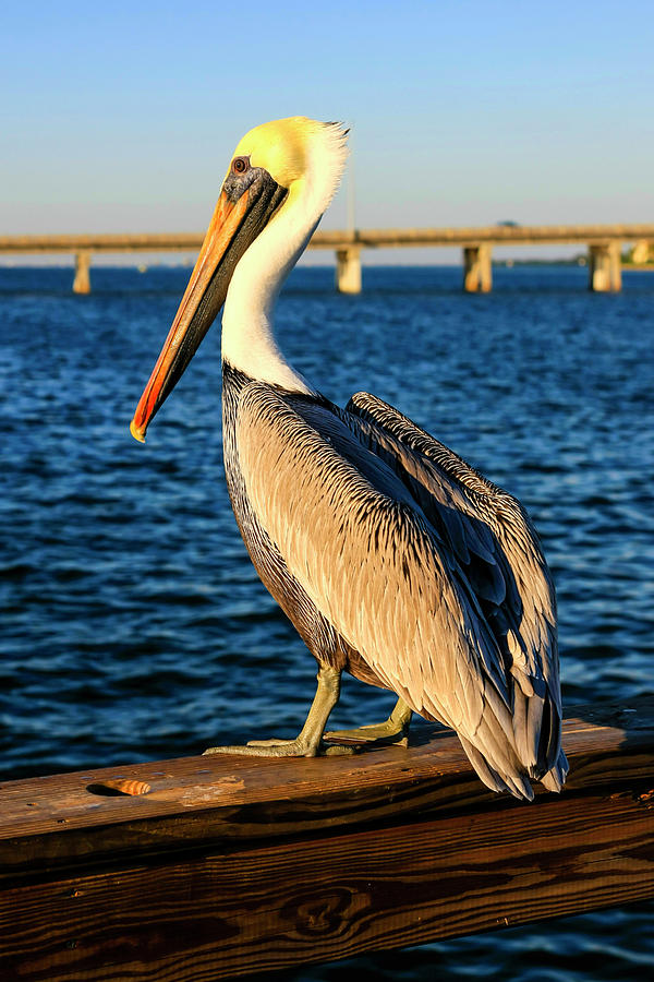Florida Pelican Photograph by Chris Smith