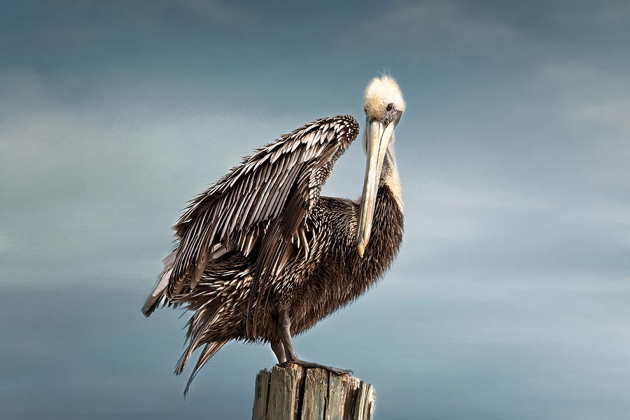 Pelican Photograph - Florida Pelican Posing by Kim Hojnacki