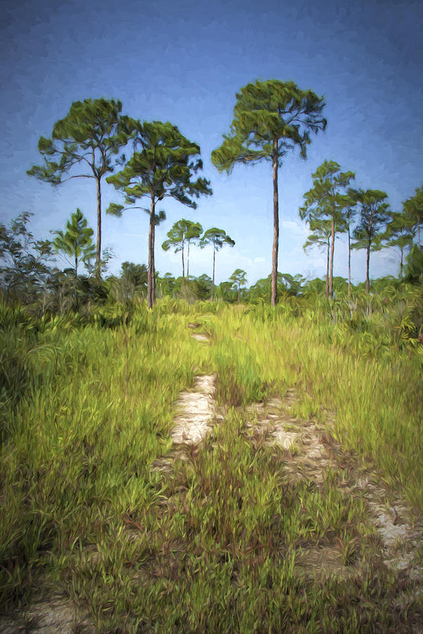 Florida Pine Flatwoods Photograph by Mitch Spence
