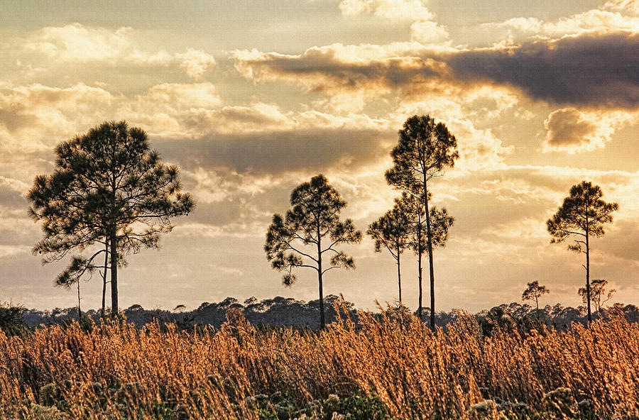 Florida Pine Landscape by H H Photography of Florida Photograph by HH Photography of Florida