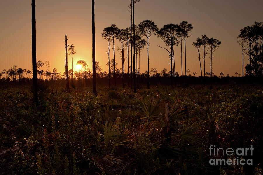 Florida Pine Rocklands at Sunset Photograph by Matt Tilghman