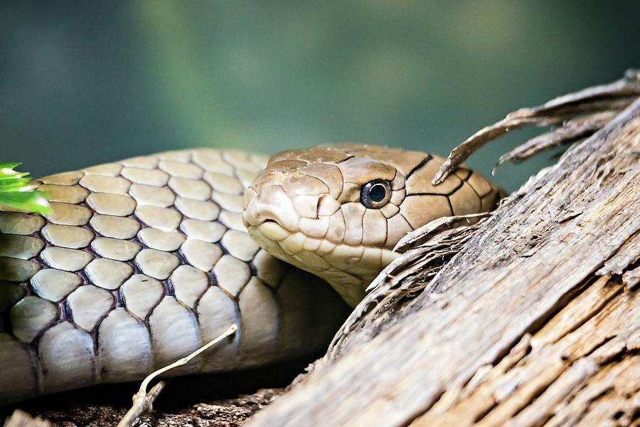 Florida Pine Snake Nonvenomous Reptile Closeup Photograph by Alex Grichenko