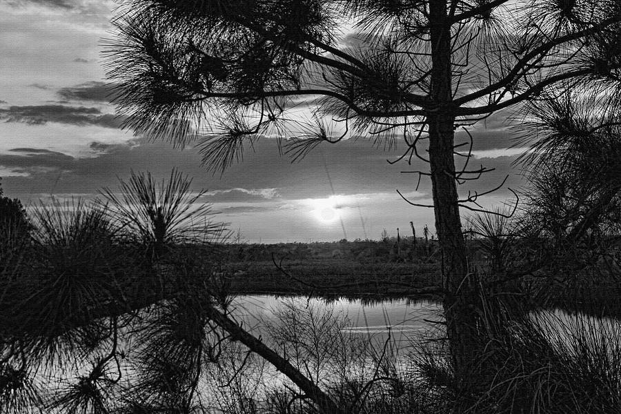 Florida Pine Sunset BW   Photograph by HH Photography of Florida