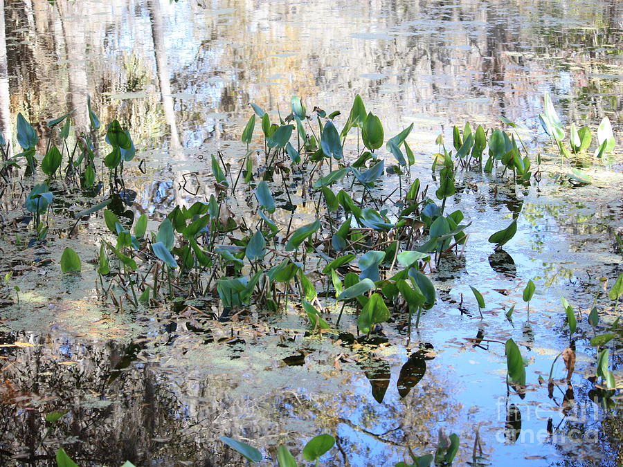 Florida Pond Photograph by Carol Groenen