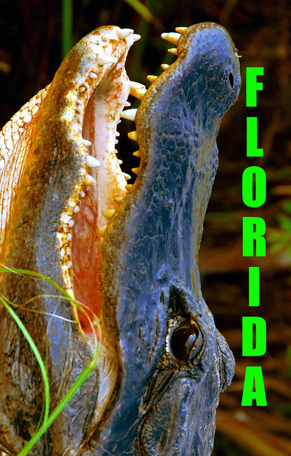Florida postcard spca Alligator Photograph by David Lee Thompson