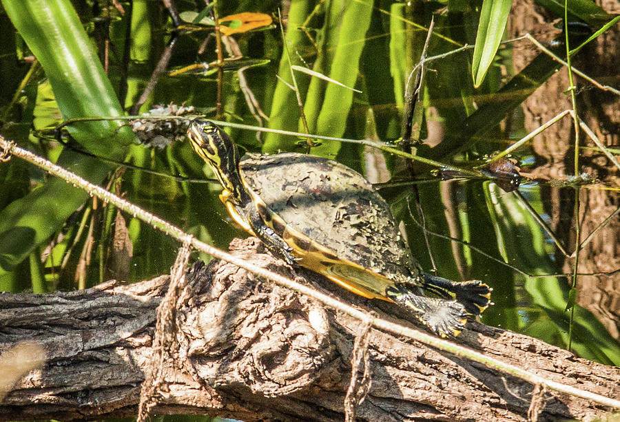 Florida Red Bellied Cooter Photograph by Gregory Gendusa - Fine Art America