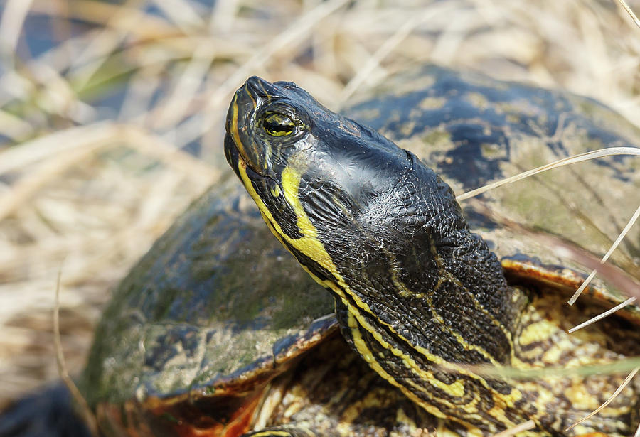 Florida River Cooter - Weathered Photograph by Michael W Johnson