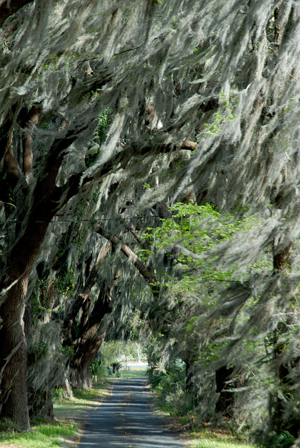 Moss Photograph - Florida road by David Campione