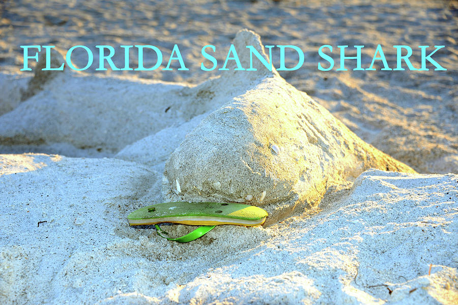 Florida Sand Shark PC  Photograph by David Lee Thompson